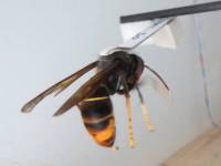 frelon