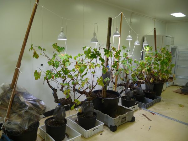 Vignes_quarantaine